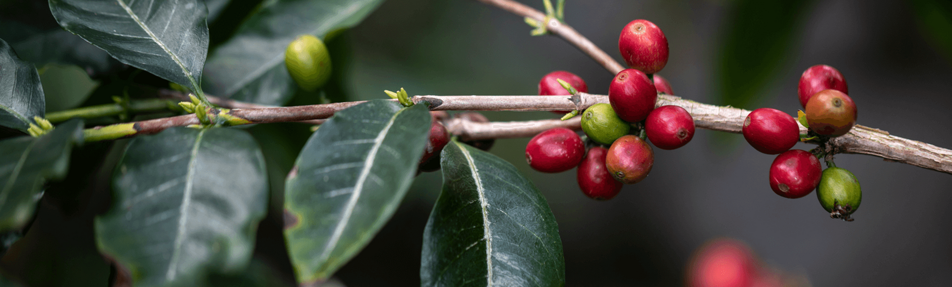  Café : histoire    Derrière chaque moment Delta Q, il y a une longue histoire... 